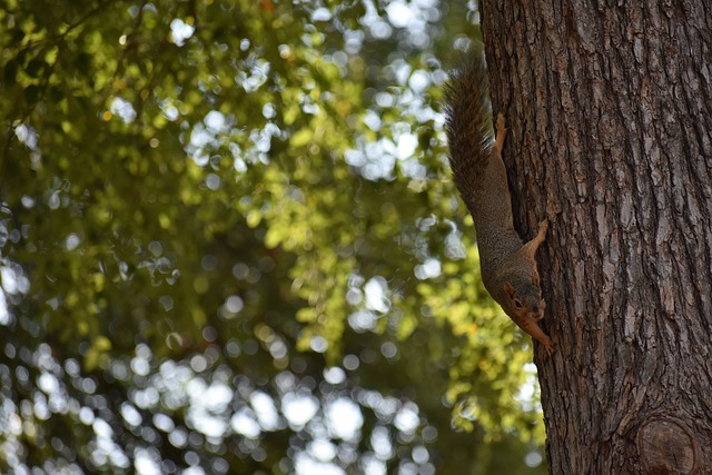 俱乐部赚取 俱乐部赚取